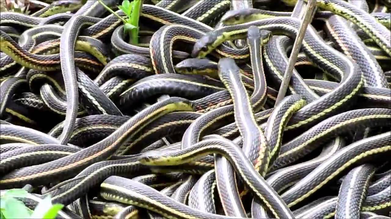dream of seeing lots of snakes